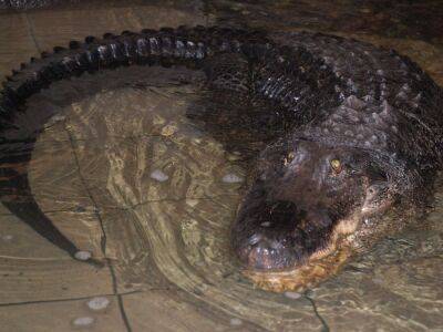 В зоопарке Николаева умер 75-летний крокодил. Он был самым старшим животным во всех зоопарках Украины - gordonua.com - Украина - Николаев