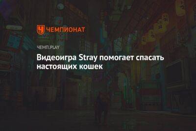 Видеоигра Stray помогает спасать настоящих кошек - championat.com