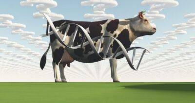 ЕЭК определила требования к генетическому материалу крупного и мелкого рогатого скота - produkt.by - Белоруссия