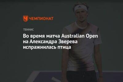 Рафаэль Надаль - Александр Зверев - Во время матча Australian Open на Александра Зверева испражнилась птица - championat.com - Австралия - Германия