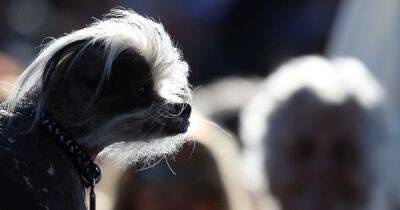 Красота – страшная сила. Как выглядят претенденты на звание самой уродливой собаки Великобритании - focus.ua - Украина - Англия - Великобритания