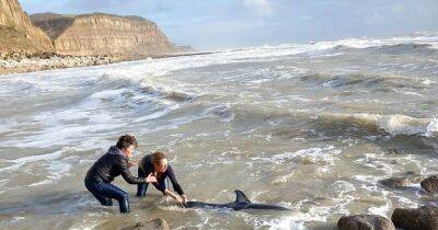 В Англии женщины спасли дельфина, выбросившегося на берег Ла-Манша (фото) - focus.ua - Украина - Англия