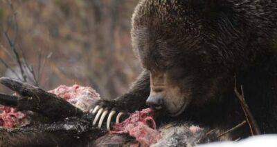 В Украине проснулись медведи. Будьте бдительны! Как избежать встречи - cxid.info - Украина
