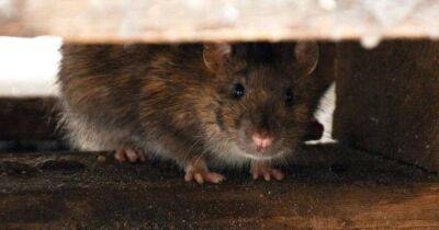 Ложно обвиненные. Ученые предполагают, что крыс несправедливо обвинили в распространении чумы - koronavirus.center - Украина