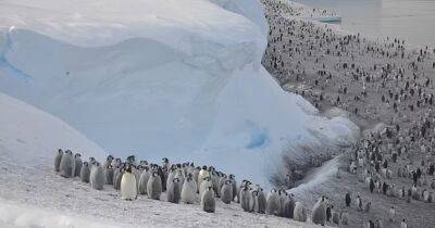 Затерянная Антарктида. Ученые обнаружили новую колонию императорских пингвинов из космоса (фото) - focus.ua - Украина - Антарктида