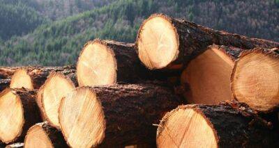 Продажа леса: как теперь работает биржа древесины - cxid.info - Украина