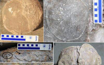 В Индии обнаружили более 250 окаменевших яиц титанозавров - korrespondent.net - Украина - Индия - Шотландия - Дели