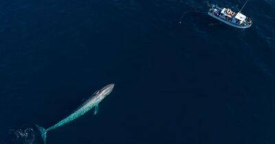 Тайна гигантов. Ученые рассказали, как киты стали такими большими и почему они не болеют раком - focus.ua - США - Украина - шт. Нью-Йорк