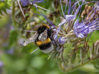 ЕС запретил использовать токсичные для пчел пестициды - unn.com.ua - Украина - Киев - Бельгия - Ес