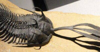 Странное древнее существо использовало трезубец для секса 400 миллионов лет назад (фото) - focus.ua - США - Украина - Англия