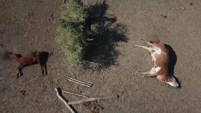 На аргентинских ранчо коровы гибнут из-за засухи - ru.euronews.com - Аргентина