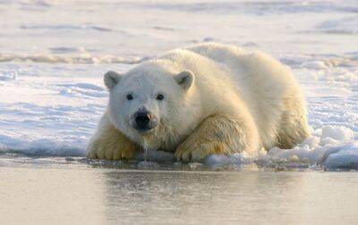 На Аляске белый медведь разорвал маму с ребенком - korrespondent.net - Россия - США - Украина - Япония - шт.Аляска - Нападение