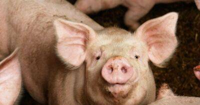 Разъяренная свинья убила мясника на скотобойне в Гонконге - focus.ua - Украина - Гонконг - Гонконг