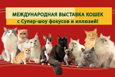 Большая Международная выставка кошек и Супер Шоу Иллюзий - news.israelinfo.co.il - Израиль