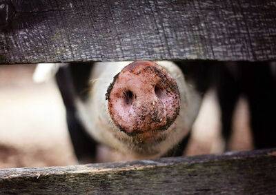 В Китае свинья убила мясника - vinegret.cz - Китай - Гонконг - Гонконг - Чехия - Скончался
