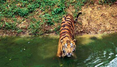 Отдыхающих в Таиланде призывают остерегаться тигра - fokus-vnimaniya.com - Thailand