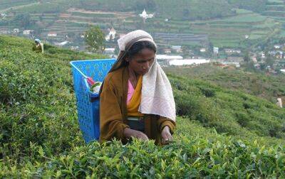 В Шри-Ланке на 16% снизилось производство чая - korrespondent.net - Россия - Китай - Украина - Индия - Шри Ланка