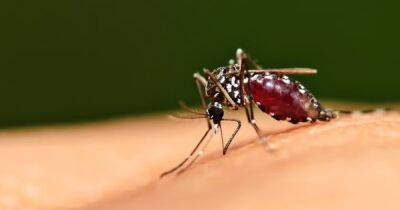 В режиме маскировки. Ученые разработали новую защиту от комаров с эффективностью в 95% - focus.ua - Украина - Италия