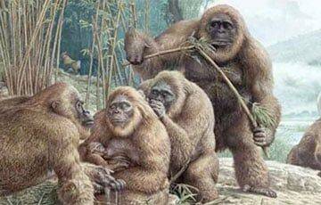 Палеонтологи обнаружили, что предки приматов жили в Арктике - charter97.org - Белоруссия - Канада