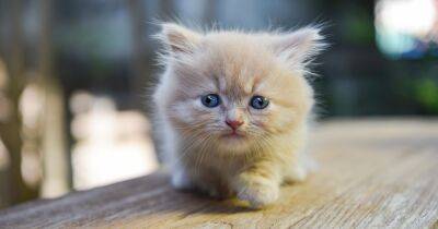 Вечные котята. 5 самых маленьких пород кошек - focus.ua - Украина - Сингапур