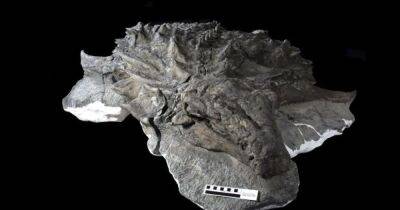 Находка на миллиард. Археологи нашли лицо динозавра, на котором сохранилась даже кожа - focus.ua - Украина - Находка