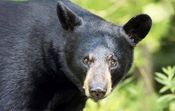 Медведь «Кардашьян» сделал 400 селфи в лесу Колорадо - charter97.org - Белоруссия - шт. Колорадо - Экология