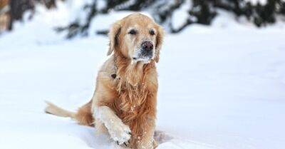 До 1 марта рижане должны заплатить пошлину за содержание собаки - rus.delfi.lv - Рига - Латвия