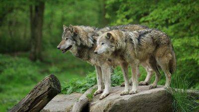 В 2023 году ожидается увеличение популяции волков в Гессене - rusverlag.de