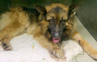 В Твери ветеринары спасли собаку, отравившуюся алкоголем - afanasy.biz - Тверь
