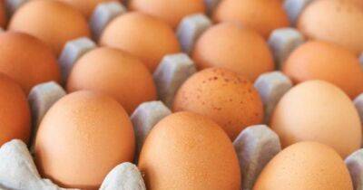 Правила продаж для куриных яиц на рынке скоро изменятся, — Минагрополитики - dsnews.ua - Украина