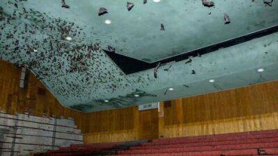 2000 летучих мышей спасли из здания заброшенного кинотеатра в Тель-Авиве - vesty.co.il - Израиль - Тель-Авив - Экология