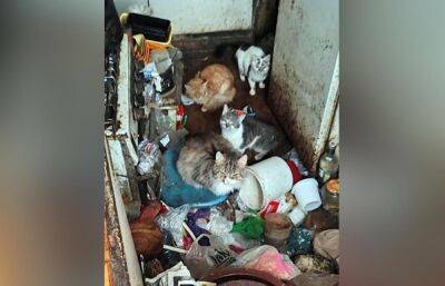 Волонтеры просят жителей Твери помочь 12 кошкам, оставшимся в квартире умершего дедушки - afanasy.biz - Тверь