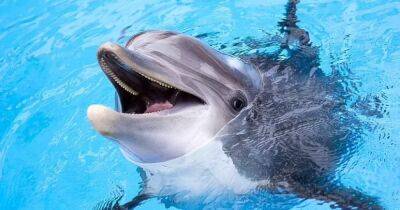 Хитрые помощники. Ученые выяснили, зачем на самом деле дельфины помогают рыбакам ловить рыбу - focus.ua - Украина - Бразилия - штат Орегон