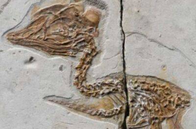 У Китаї виявили птаха з головою динозавра (фото) - lenta.ua - Украина
