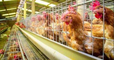 На ферме в Чехии уничтожат 742 тысячи кур из-за птичьего гриппа - produkt.by - Белоруссия - Чехия