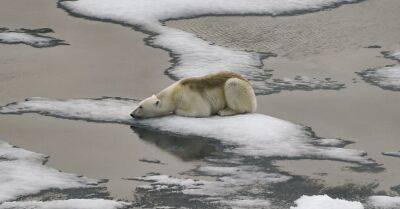 Из-за потепления большинство ледников исчезнут к 2100 году - rus.delfi.lv - США - Латвия