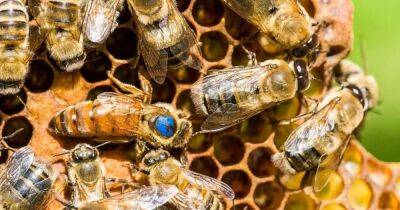 Прорыв в защите медоносных пчел. США одобрили первую в мире вакцину от неизлечимой болезни - focus.ua - США - Украина