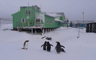 На станции Вернадского пошутили о "нашествии пингвинов" - korrespondent.net - Украина - Япония - Антарктида