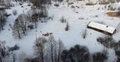 Многие знают о нем из сказок: в Чернобыльском заповеднике удалось снять редкого зверя, фото - ukrainianwall.com - Украина