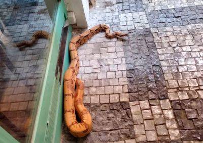По улице в центре Праги ползала двухметровая змея - vinegret.cz - Чехия - Прага