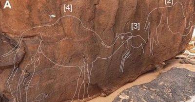 Высечены на скале. В пустыне Саудовской Аравии найдены таинственные изображения верблюдов (фото) - focus.ua - Украина - Германия - Саудовская Аравия