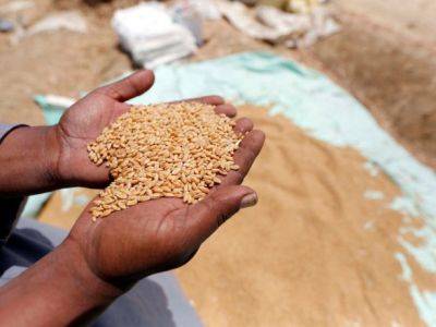 Египет забронировал у России пшеницы на 480 тыс. тонн - Bloomberg - unn.com.ua - Россия - Украина - Киев - Египет