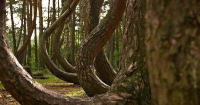 Тайна кривого леса в Польше: что изогнуло 400 деревьев в причудливых формах (видео) - focus.ua - Украина - Польша - шт. Мэриленд