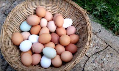Многие даже и не догадывались: чем отличаются белые куриные яйца от коричневых и есть ли разница во вкусе - hyser.com.ua - Украина