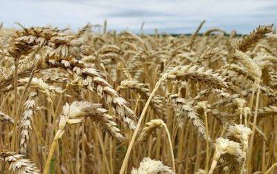 В Украине собрано 52,5 млн т зерновых и масличных культур - korrespondent.net - Украина - Винницкая обл.