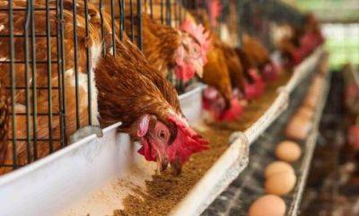 Вы будете собирать яйца по 20 штук в день: чем кормить куриц на зиму, чтобы они хорошо неслись - hyser.com.ua - Украина