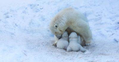 Белые медведи в Арктике оказались на грани вымирания: почему у самок исчезает молоко - focus.ua - Украина