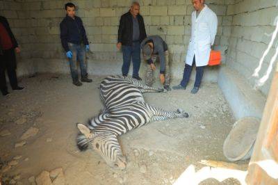 В ферганском зоопарке умерла зебра, причины смерти устанавливаются - podrobno.uz - Казахстан - Узбекистан - Ташкент - Экология - Скончался