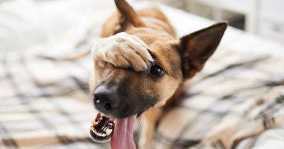 Эксперт назвала шесть пород собак, которые сложнее всего поддаются дрессировке - focus.ua - Украина
