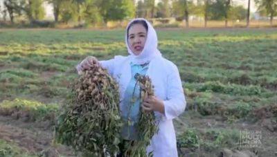 В Узбекистане создан новый сорт арахиса. Ученые утверждают, что он конкурирует с лучшими американскими аналогами - podrobno.uz - Узбекистан - Ташкент
